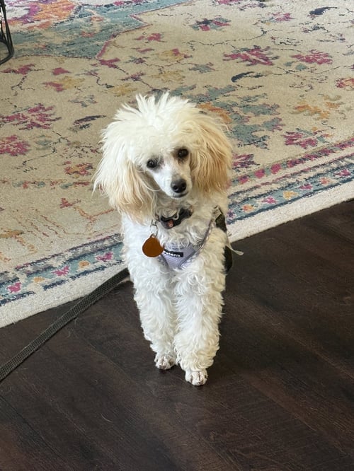 VINCE NEIL - Poodle (Toy) available for adoption