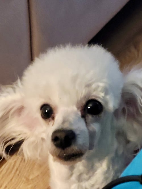 BRIGETTE - Poodle (Toy) available for adoption