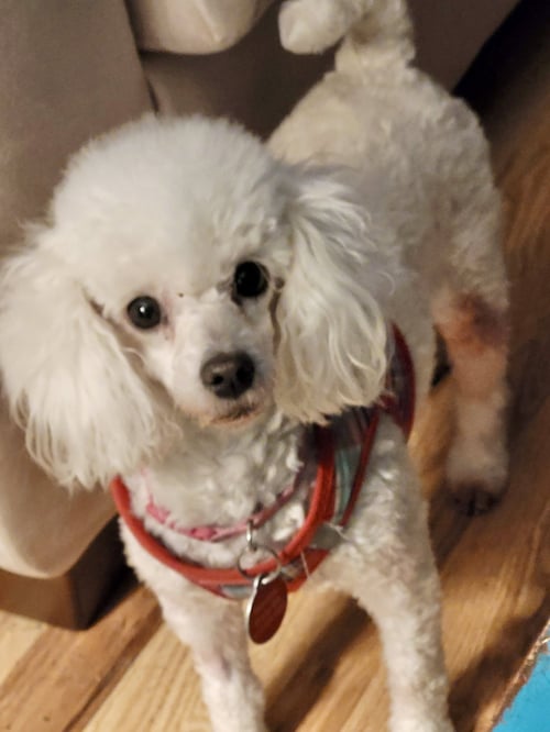 BRIGETTE - Poodle (Toy) available for adoption