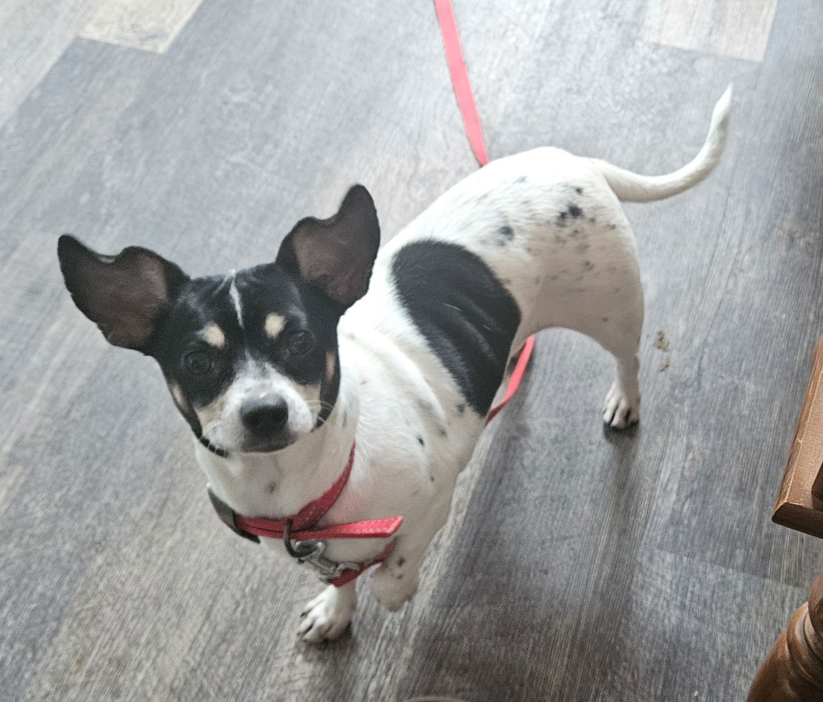 SIGNY - Chihuahua available for adoption