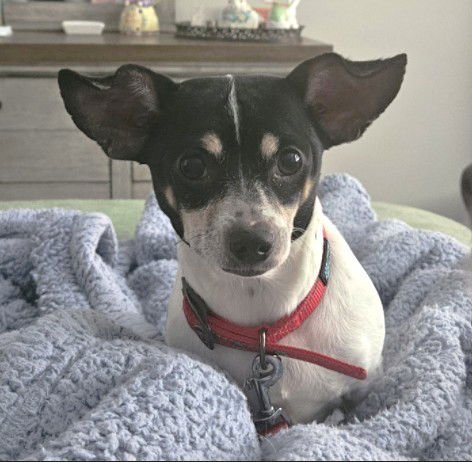 SIGNY - Chihuahua available for adoption