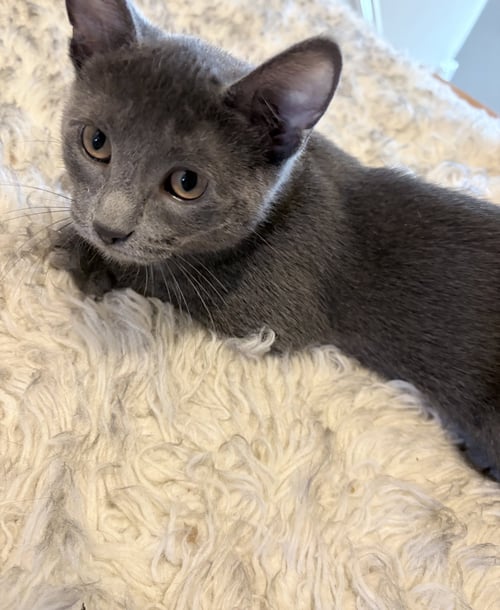 HAPPY - Domestic Short Hair available for adoption