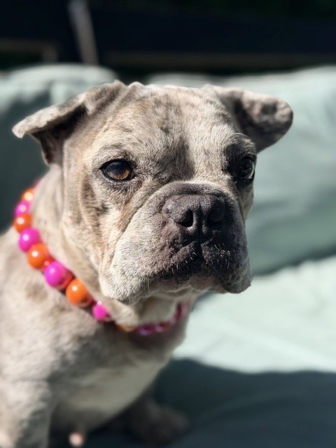 MARGOT - French Bulldog available for adoption