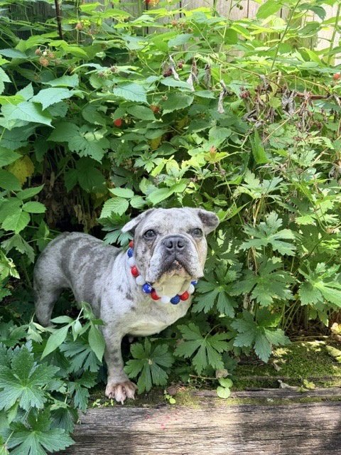 MARGOT - French Bulldog available for adoption
