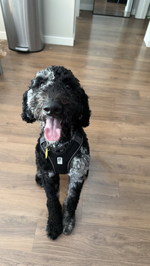 DOUG - Poodle (Standard) available for adoption