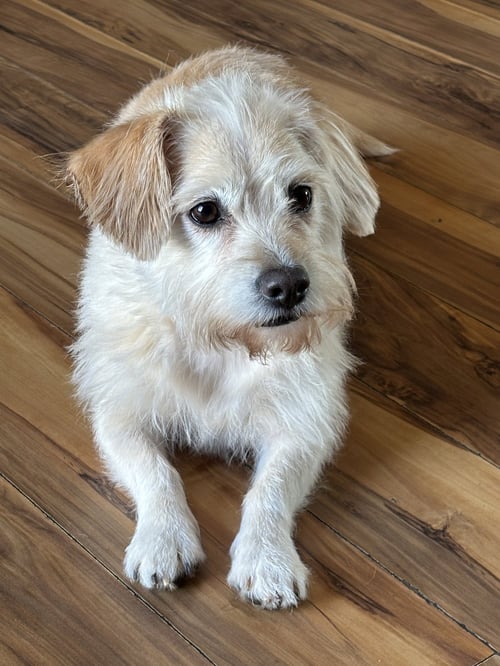 DAISEY - Terrier / Dachshund available for adoption