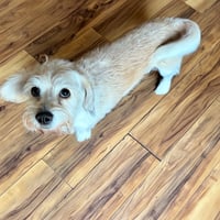 Daisey - Photo 7