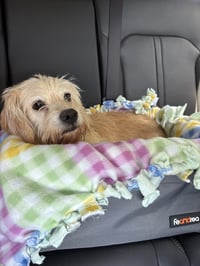 Daisey - Photo 6