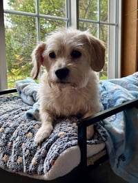 Daisey - Photo 5