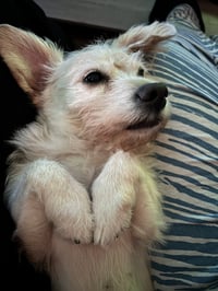 Daisey - Photo 8