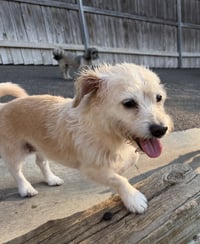 Daisey - Photo 2