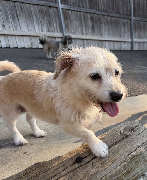 DAISEY - Terrier / Dachshund available for adoption