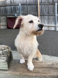 Daisey - Photo 4