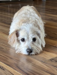 Daisey - Photo 3