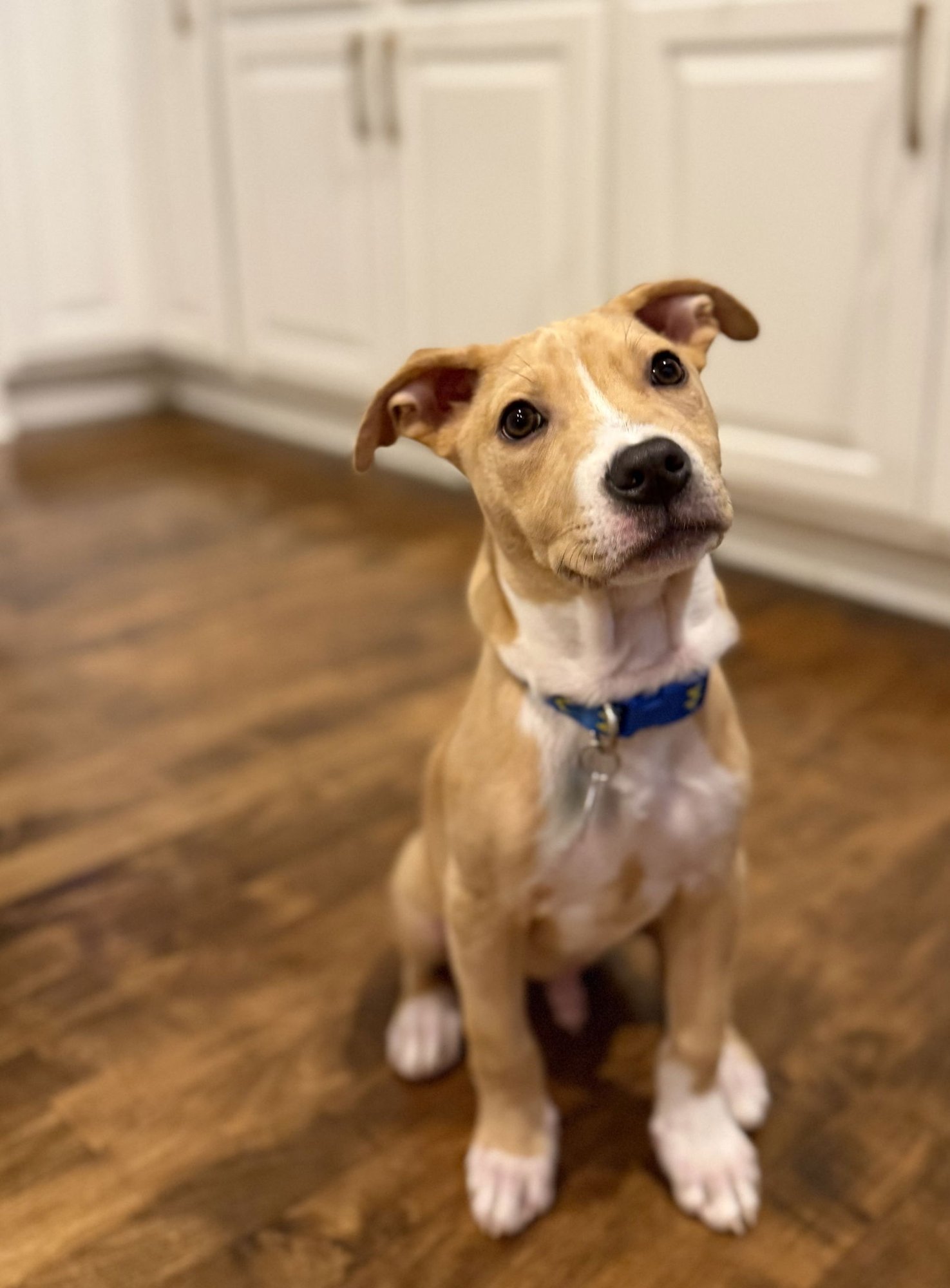 CHEETO DUST - Catahoula Leopard Dog / American Pit Bull Terrier available for adoption