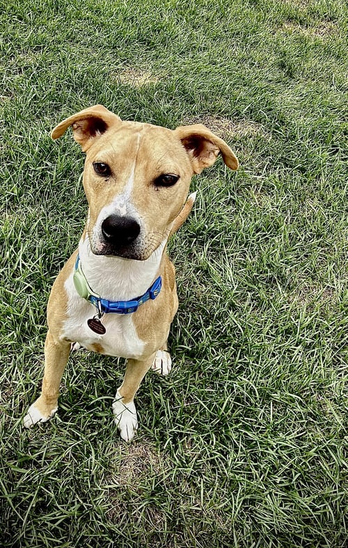 CHEETO DUST - Catahoula Leopard Dog / American Pit Bull Terrier available for adoption