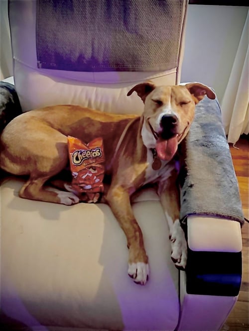 CHEETO DUST - Catahoula Leopard Dog / American Pit Bull Terrier available for adoption