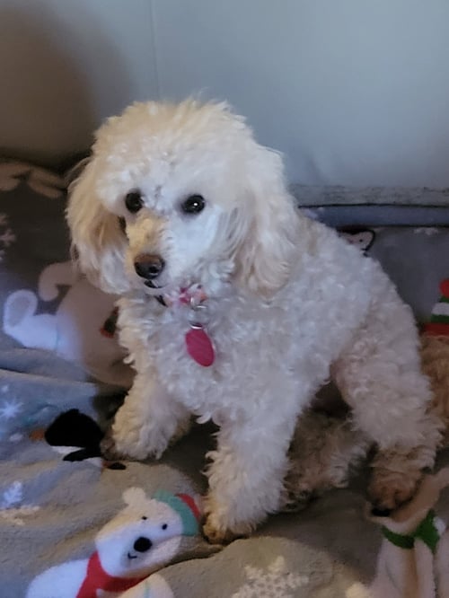 BRET MICHAELS - Poodle (Toy) available for adoption