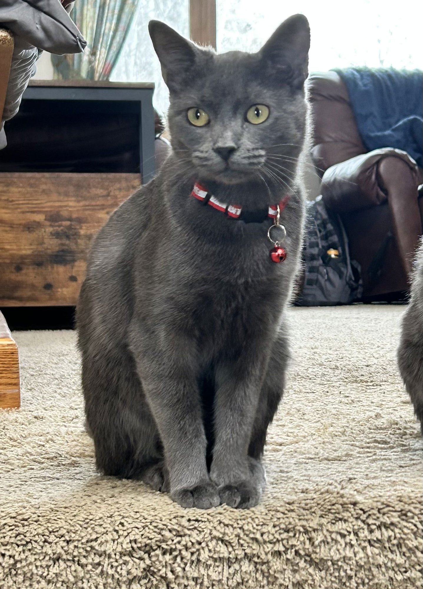 RAMEN - Domestic Short Hair available for adoption