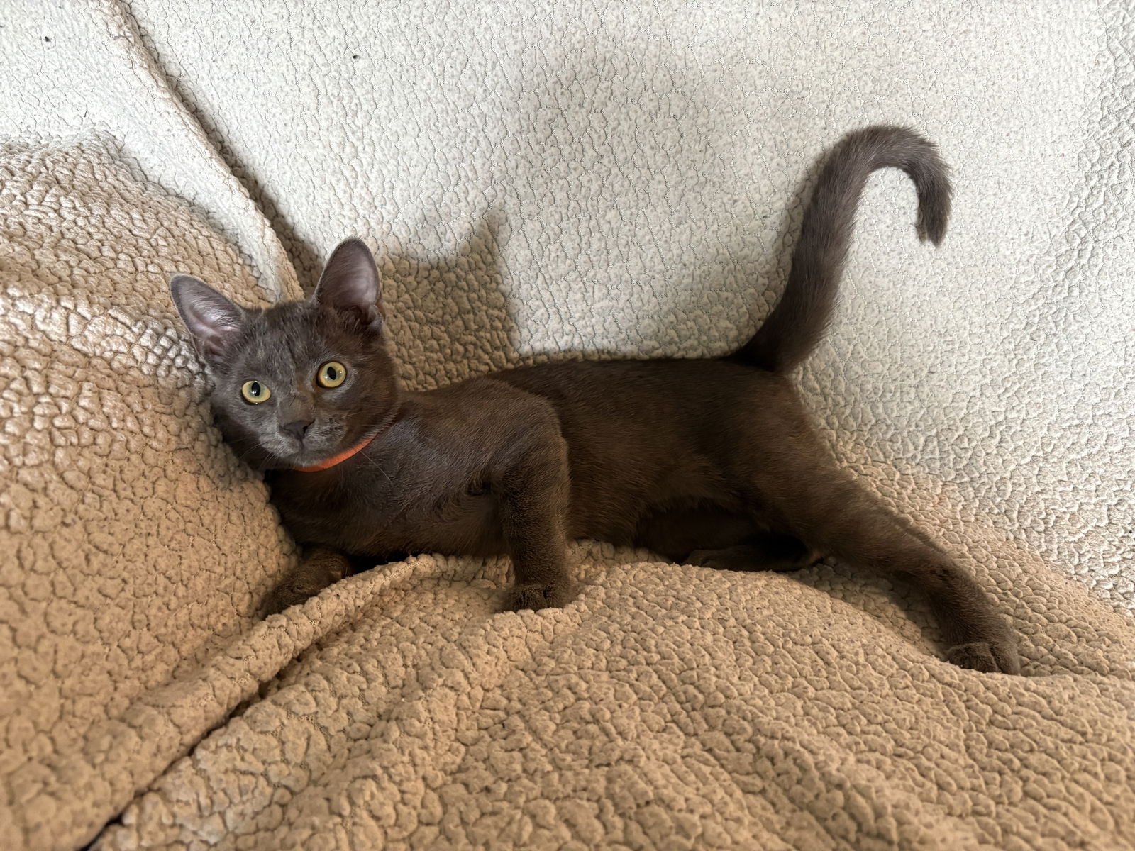 RAMEN - Domestic Short Hair available for adoption
