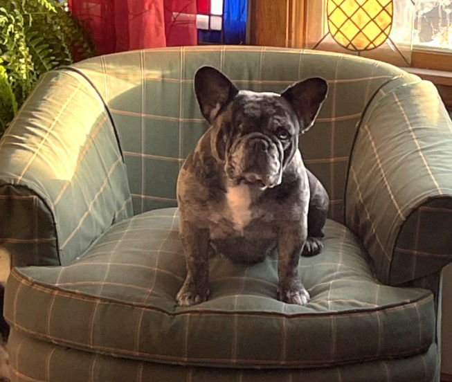 CELINE - French Bulldog available for adoption