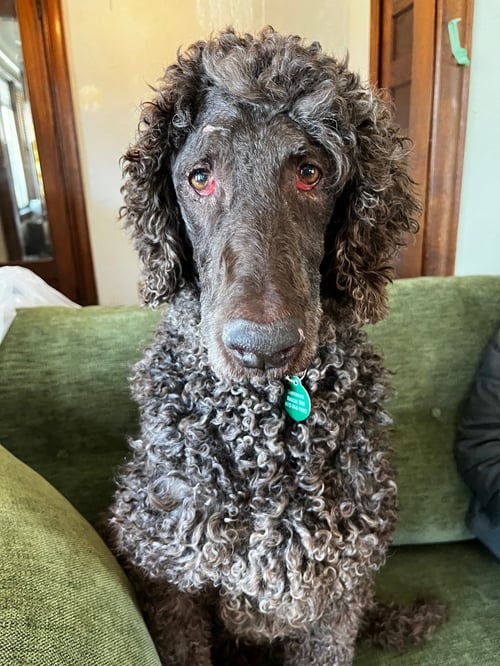 MOE - Poodle (Standard) available for adoption