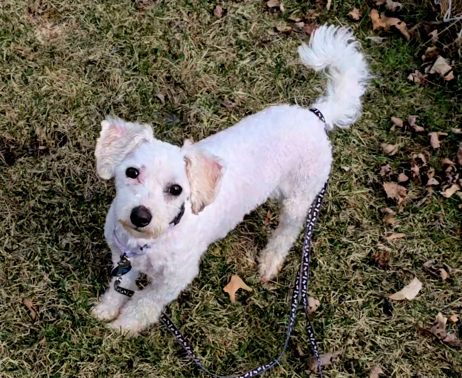 CORBIN - Bichon Frise available for adoption