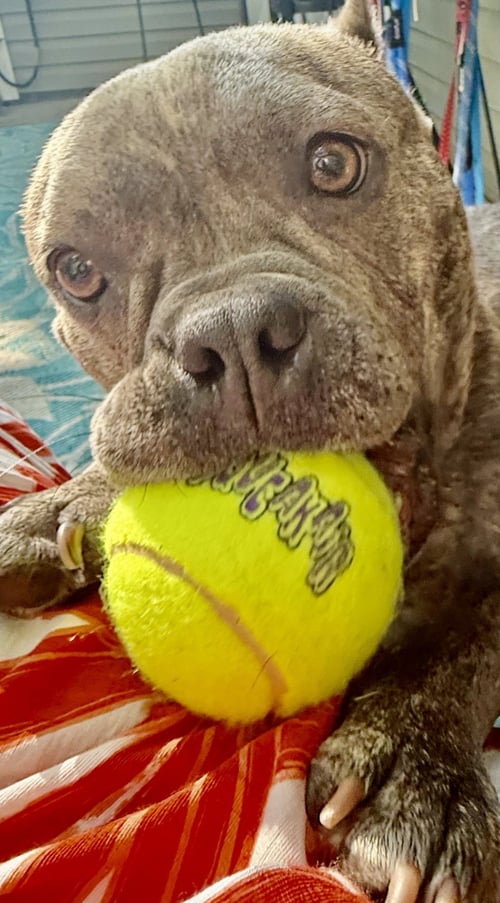 CRUMPET - Bulldog available for adoption