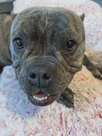 Crumpet - Photo 5