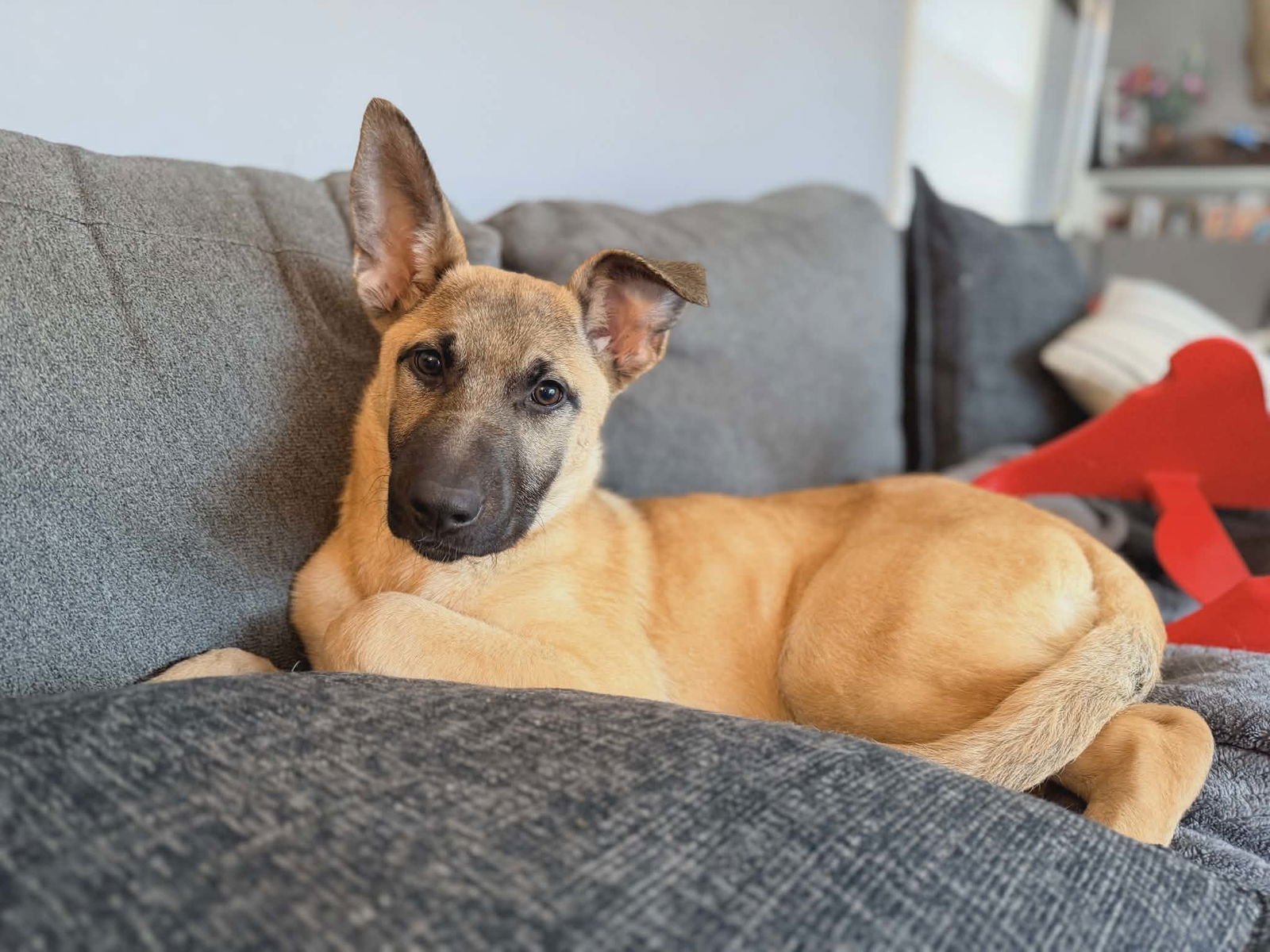 KERRY GOLD - Shepherd / Belgian Shepherd Malinois available for adoption