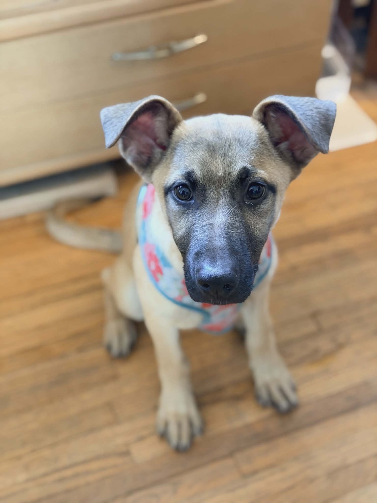 KERRY GOLD - Shepherd / Belgian Shepherd Malinois available for adoption