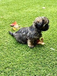 Itsy - Photo 3