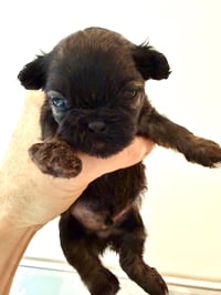 Itsy - Photo 6