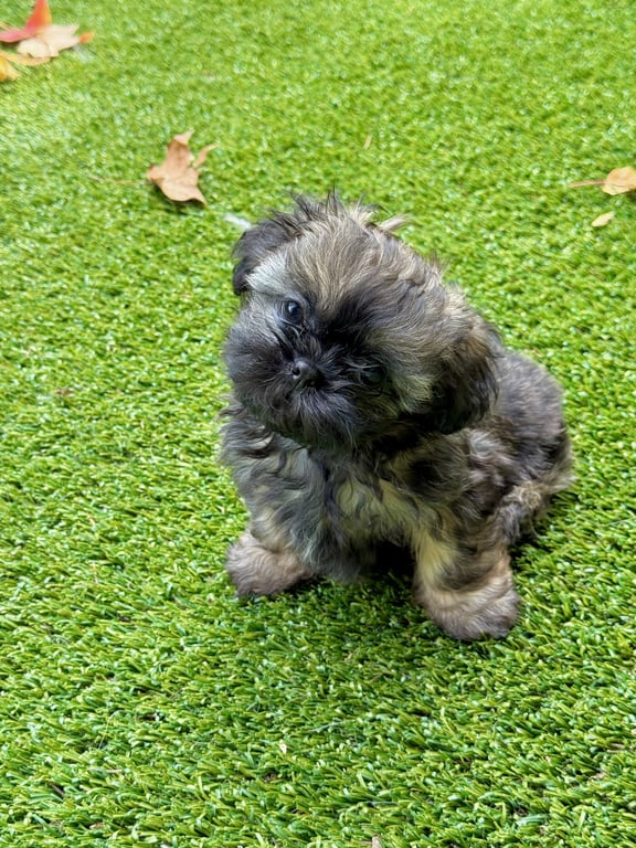 Itsy Image