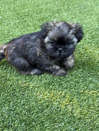 Itsy - Photo 4