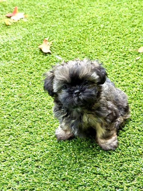 ITSY - Shih Tzu available for adoption