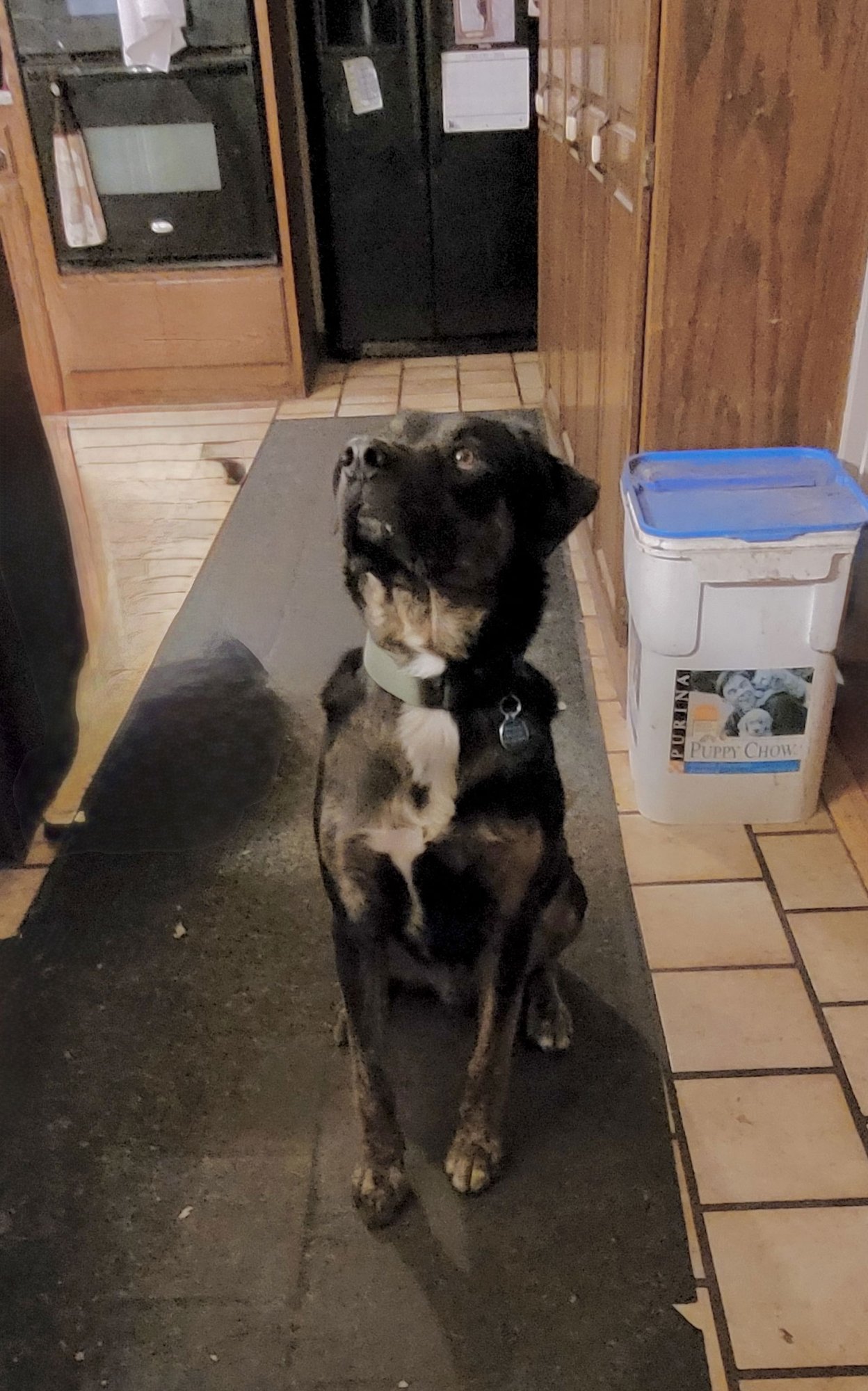 ARGO - Labrador Retriever / Rottweiler available for adoption