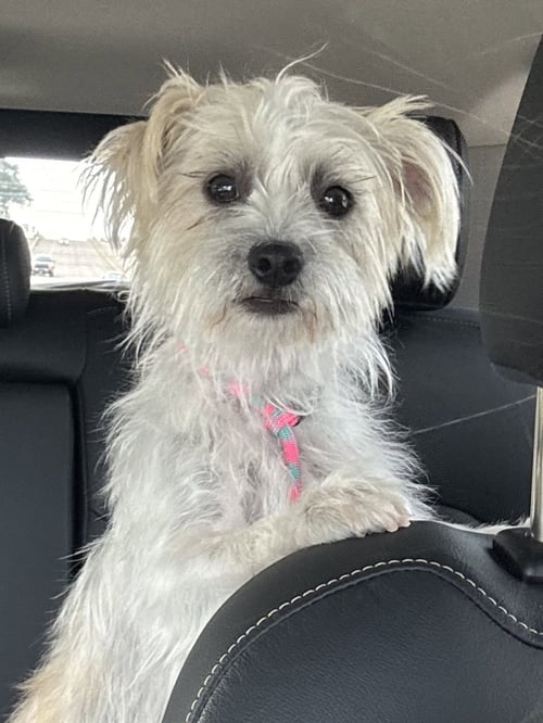 SAILOR - Cairn Terrier available for adoption