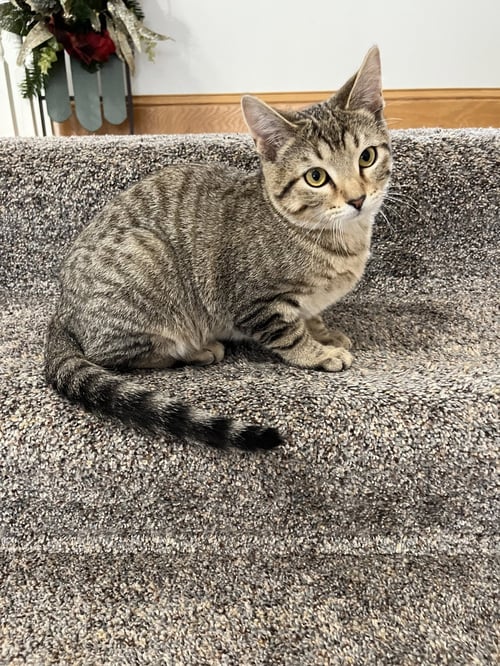 KITKA - Domestic Short Hair available for adoption