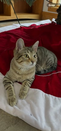 Kitka - Photo 3