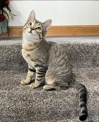 Kitka - Photo 1