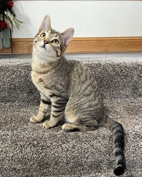 KITKA - Domestic Short Hair available for adoption