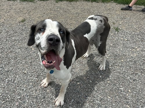 BETTY - Great Dane available for adoption