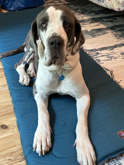 BETTY - Great Dane available for adoption