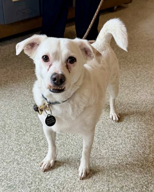 BUZZ - Chihuahua available for adoption