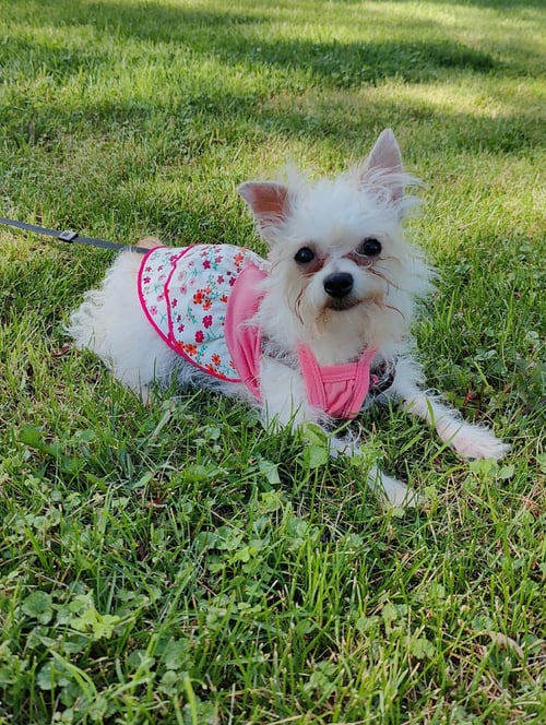 LILY - Yorkshire Terrier Yorkie available for adoption