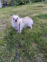 Lily - Photo 2