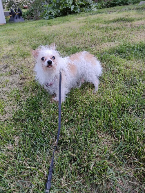 LILY - Yorkshire Terrier Yorkie available for adoption
