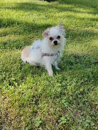 Lily - Photo 3