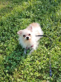 Lily - Photo 4